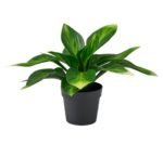 FEJKA 2431(Green Plant)