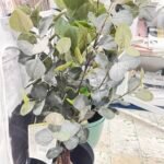 MikasaFleur artificielle