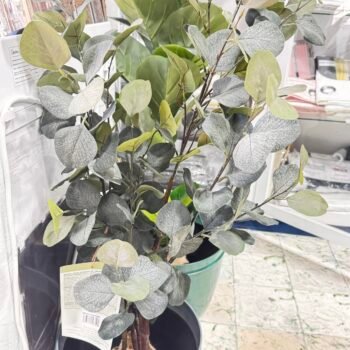 MikasaFleur artificielle