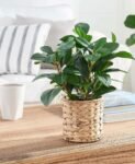 BHG/ Peremonia Plant
