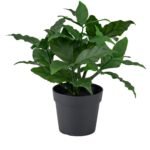 Green Plant