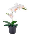Orchid / Fedja