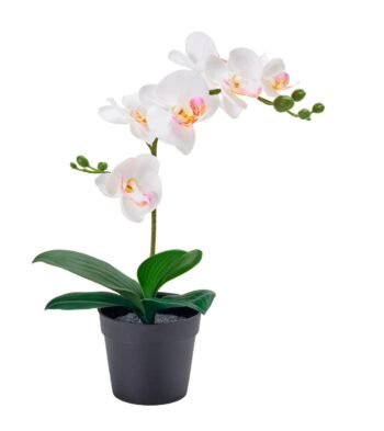 Orchid / Fedja