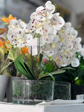 Orchid LS