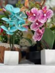 ORCHID WITH SMALL WHITE POT
