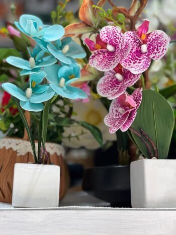ORCHID WITH SMALL WHITE POT