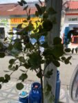 MATA ARTIFICIAL MED/ ARTIFICIAL PLANT WITH WHITE POT
