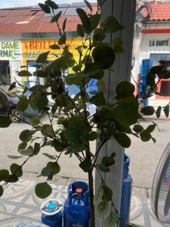 MATA ARTIFICIAL MED/ ARTIFICIAL PLANT WITH WHITE POT